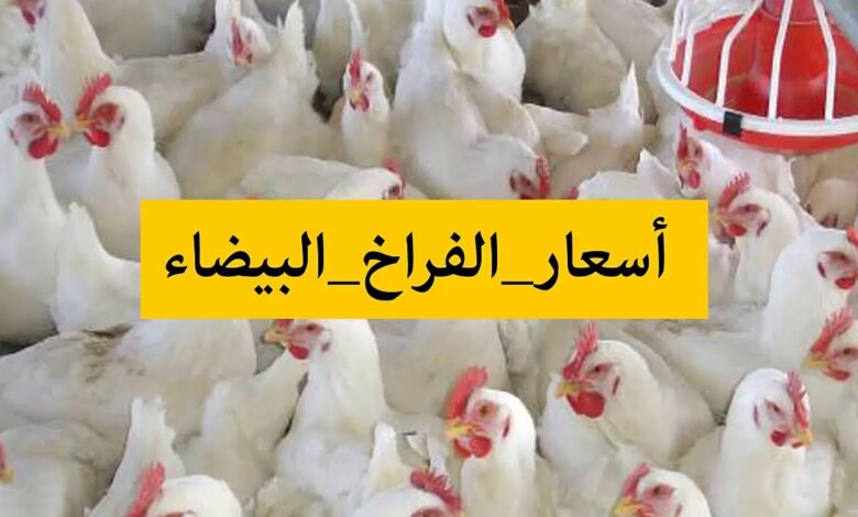 سعر كيلو الفراخ اليوم اخر تحديث