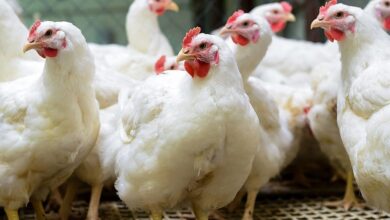 Photo of سعر الدواجن البيضاء اليوم بورصة الدواجن