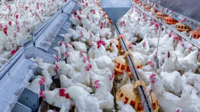 Photo of أسعار الدواجن يوم بيوم السبت 3-5-2025