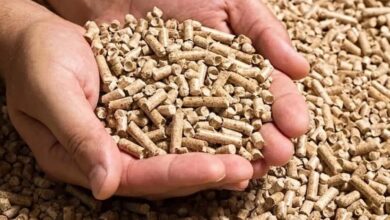 Photo of اسعار اعلاف الدواجن اليوم فى مصر محدث 2025