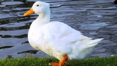 Photo of سعر كيلو البط اليوم محدث يوميا