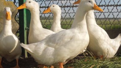 Photo of بورصة البط الفرنساوي المنشيه اخر تحديث
