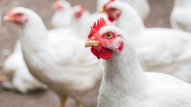 Photo of سعر الفراخ اليوم فى مصر محدث