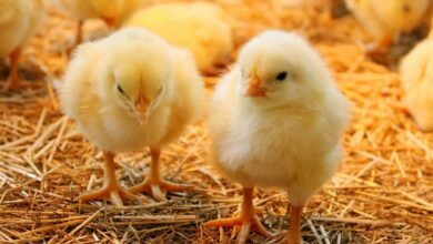 Photo of سعر الكتكوت اليوم في مصر