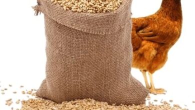 Photo of أسعار أعلاف الدواجن اليوم فى مصر محدث لحظة بلحظة