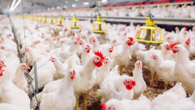 Photo of توقعات أسعار الدواجن البيضاء غدا