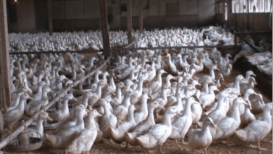 Photo of بورصة العالمية للبط أسعار البط اليوم