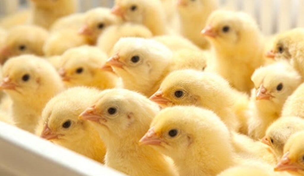 أسعار الكتاكيت اليوم جميع الشركات