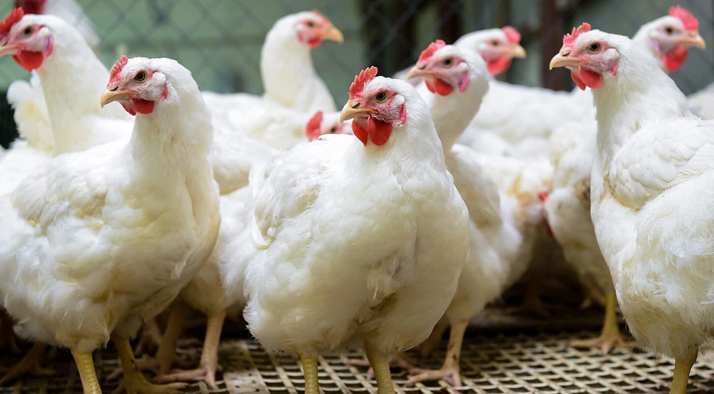 أسعار بورصة الدواجن اليوم 